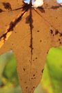 A leaf in fall. With back lighting you can see all the internal structures.