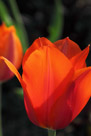 A tulip reveals some internal structure when back lighted.