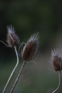 An ordinary thistle. Ever stop to notice all the patterns.