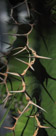 Note the fierce thorn pairs on this cactus. They repeate at a regular pattern and the thorn pedistal waves sinuously back and forth creating a pattern of defence that provides the cactus with near 360 degree protection from herbvores.