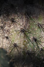 A couple of things to note here. FIrst notice that each cluster of thorn contains a variety of different sizes of thorns. Each has about the same mix of large, medium, and small thorns to protect from a equally varied set of threats. Then notice the regular spacing of the thorns, the even pattern provides the most efficient protection of the surface with this type of thorn cluster.