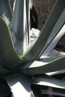 Another agave base. One with very thick fat leaves.