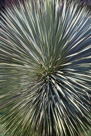 This is a very busy agave plant.