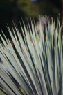 The tips of the leaves of the previous agave plant.