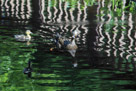 And here we have the reflections of a curious mother duck and her ducklings in a pond at the National Zoo.