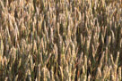 Regular patterns in the heads of mature spring wheat.