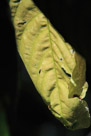 A back lighted mature leaf.