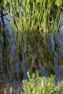 An the refelction of some lily stems in the water of a hunting refuge.