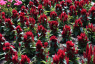 A Longwood Gardens planting.