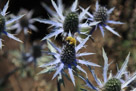 The patterns in another variety of thistles.  Bee wings also provide interesting patterns.