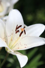 And a close up of a lily.