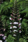 A very structured pattern in this blossum stalk.