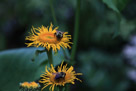 A variety of sunflower.