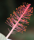 A hybiscus flower.