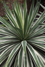 Another view of an agave plant.