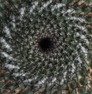 Another little barrel cactus. Here you can see the aging is captured in the pattern as well.  The white tufts are associated with new thorn pedistals and grow, mature and die leaving a mature thorn pedistal whith thorns is a specific pattern.