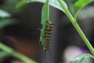 Look at the patterns in this future Monarch butterfly.