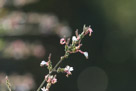 Another tree in bloom in the springtime.