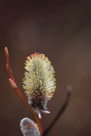 A willow bloom in Yellowstone in spring.