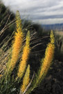 Out in the badlands near Worland Wyoming in the spring time you can see these.