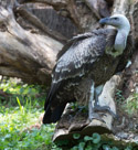 Ruppell's Vulture