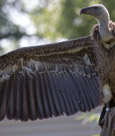 Ruppell's Vulture