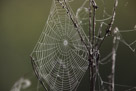 Spider Webs