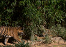 Tiger Cubs