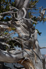 Cedar Breaks National Monument