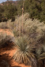 Coral Pink Sand Dunes State Park - Utah