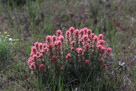 Western Wildflowers