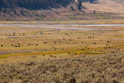 And more Lamar valley