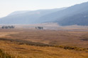 It is said the the Lamar valley is the American Serengiti. Well I don't know.  The smoke haze prevents taking a picture that does justice to this part of Yellowstone. There were big buffalo herds up and down the length of the valley that parallels the road and as far as I could see down the rest of the valley.  Several thousand buffalo I suspect.