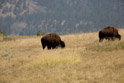 A couple of young bulls graze on the road to the northeast entrance at Cooke, Montana.