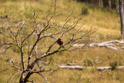 A hawk along Black Tail Plateau road. I had trouble getting a good focus on him. The camera kept focusing on the closed tree limbs. This was shot with 700mm f/8.0 IS.