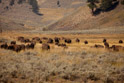 Well you can't roller skate in a buffalo herd.  Nice little herd of mostly cows, calves, yearlings and a few bulls.