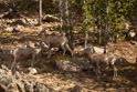 Big horn ewes and lambs on the flanks of mount Washburn.