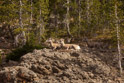 More of the mountain big horns.  Appears to be a mature ewe, two yearling ewes and a yearling ram plus the odd sheep in the background.