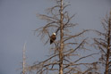 A bald eagle on the road to the east exit. He was fishing in Yellowstone lake.  Sorry. I didn't get a picture of him catching a fish. He may have been full already.