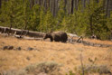 Another shot of the bear without the crop. The bear appears to be carring good weight into the winter. Did not share this sentiment with the bear. The bear could very well be sensitive about his weight.