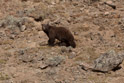 Same black bear.  He was walk purposefully across this slope but looked up from time to time to make sure his picture was being taken.