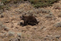 A black bear on the flank of mount Washburn and not far from the grizzly.  He looks to be ready for winter as well.