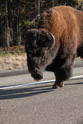 Different buffalo travels the east entrance to Yellowstone. Note the excellent horns.  This guy is in prime condition.  Excellent winter coat in place.  Does not appear to be street legal but no one is likely to challenge the big fellow. Probably 12-15 hundred pounds of solid well condition muscle with an attitude.