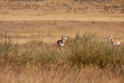 Prong horn antelope. I saw a lot of these on the trip and in Yellowstone but did not get many good pictures of them in Yellowstone.  But I wasn't that interested in them in Yellowstone, more focused on the wildlife that are more or less unique to the Yellowstone ecosystem.