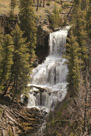 Yellowstone National Park - Springtime