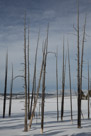 Trees killed by the runoff from the hot springs. Note the white at the bottom of the trees. Caused by capillary action pulling minerals up into the dead trunks. These  are called Bobby Sox Trees.