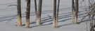 A close-up of some of those Bobby Sox Tree trunks.