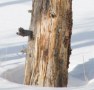 An older tree with worm holes, bark sloughed off.