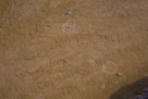 A real good picture of buffalo tracks in the hot spring runoff.  Occasionally a buffalo is injured or killed by falling through the crust of a thermal feature.