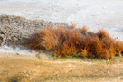 Some hardy grass in this runoff.